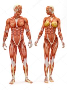 depositphotos_14002502-stock-photo-male-and-female-musculoskeletal-system.jpg